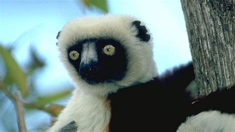 Lemurs Of Madagascar Youtube