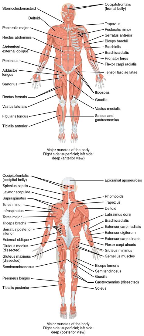 Major Skeletal Muscles Of Human Body And Interactions Bio Human