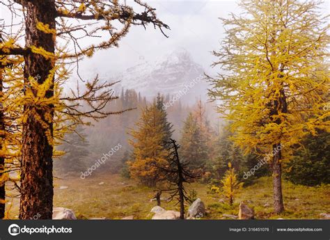 Beautiful Golden Larches Mountains Canada Fall Season — Stock Photo
