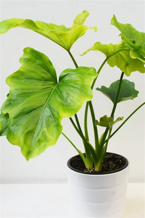 The philodendron selloum or bipinnatifidum plant has that uniquely tropical, groovy transmitting good vibes style that i love. Baumfreund (Philodendron) Selloum Hope | Philodendren ...