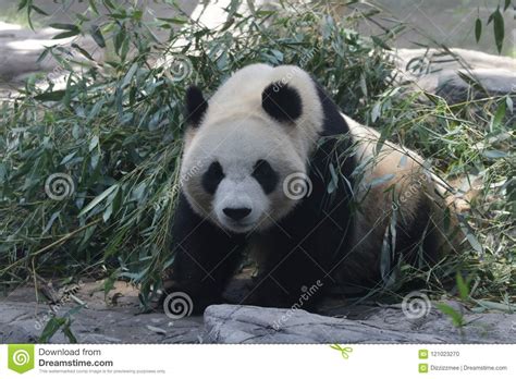 Funny Pose Of Giant Panda Stock Photo Image Of Adorable 121023270