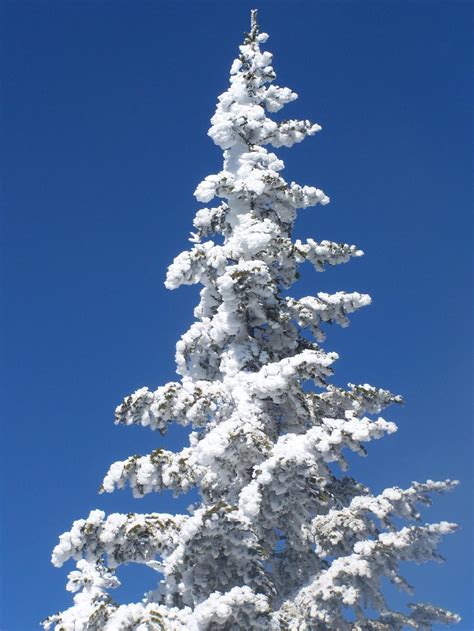 Photo Snow Covered Pine Tree Andy