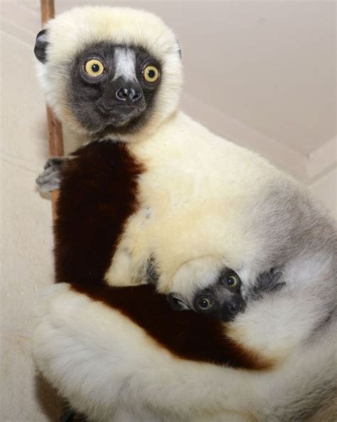 Meet Duke Lemur Centers Sifaka Babies Lemur Zooborns Animals