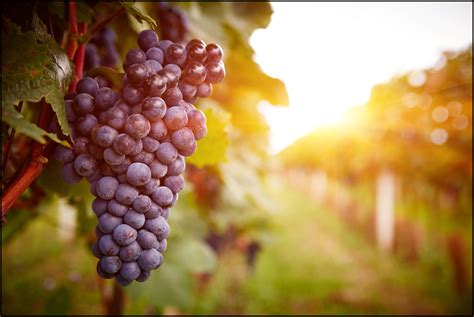 Important Health Benefits Of Grapes 9 Reasons Why Grapes Are Good For
