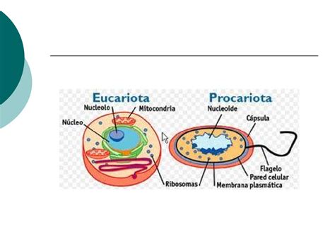 Mientras que la eucariota contiene la información genética en el núcleo. Ciencia de la vida: COMPARACIÓN ENTRE CELULA PROCARIOTA O ...