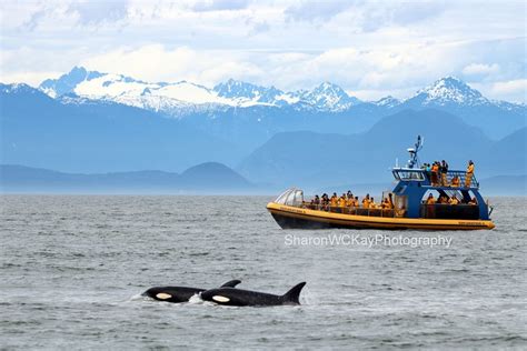 Whale Watching Tour From Vancouver Richmond Canada