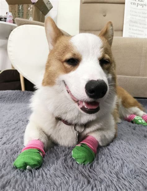 Winter Is Coming Its Cold Are You Wear Your Socks I Do Corgi