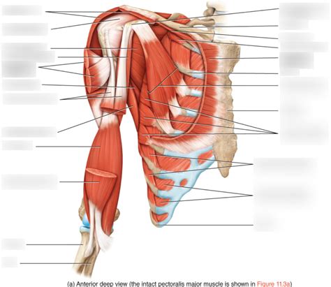 Anterior Shoulder Diagram Quizlet