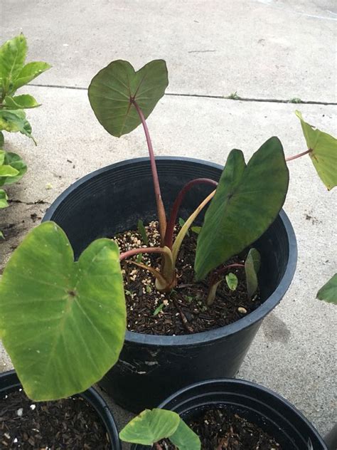 Euphorbia cactus baby cactus pet cactus red cactus plant. Purple Stem Taro Plant for Sale in San Diego, CA - OfferUp