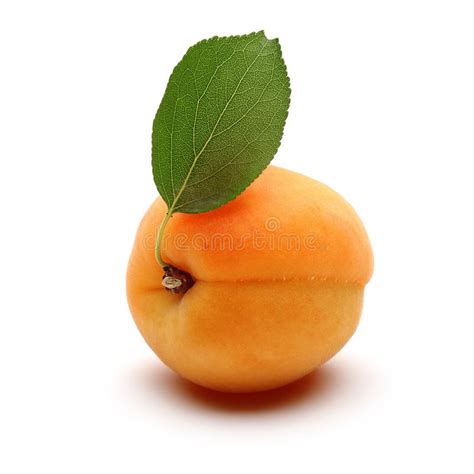 Fresh Apricot And Leaf Stock Image Image Of Profitable 133713127