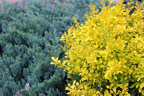 Barberry Shrub With Small Yellow Flowers In A Spring Sunny Garden Stock