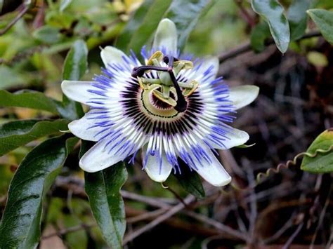 Passion Flowers Types How To Grow And Care Florgeous