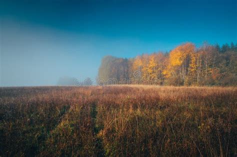 Colorful Autumn Morning Mist Meadow Forest And Blue Sky Stock Image