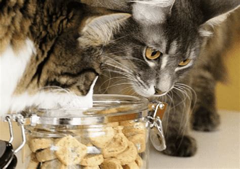 10 Easy Homemade Cat Treat Recipes Fill My Recipe Book
