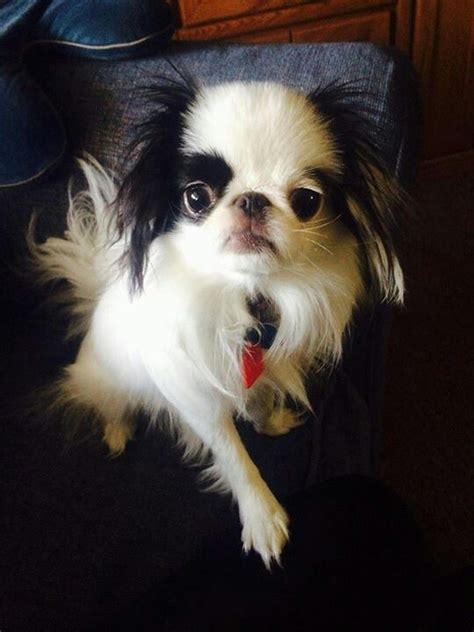Love This Baby 1 Year Old Japanese Chin Japanese