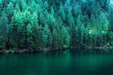 Pine Trees Along Lake 5k Hd Nature 4k Wallpapers Images Backgrounds