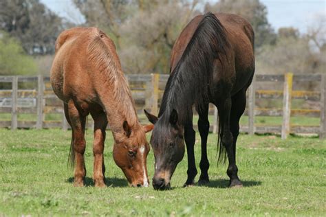 Horses Grazing In Pasture By Horsestockphotos On Deviantart