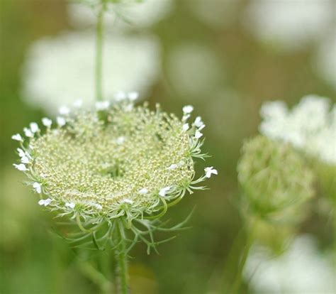 Queen Annes Lace Wildflower Hearth And Vine