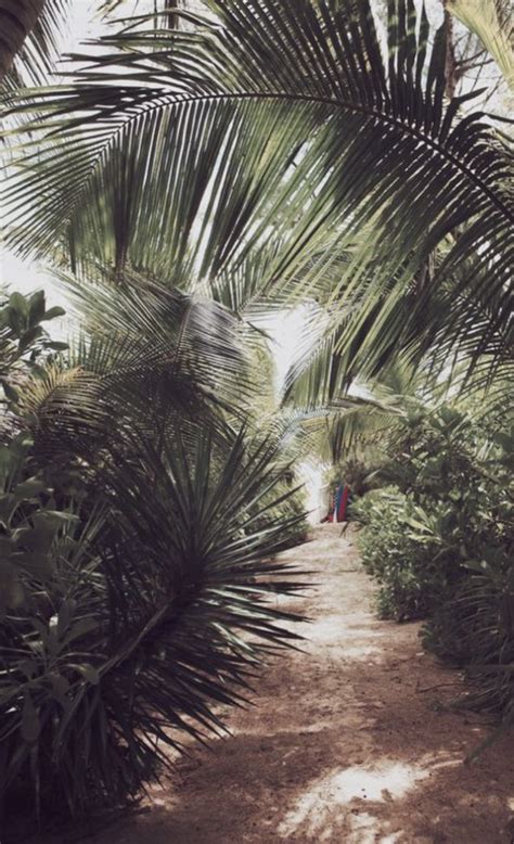 Daftar Harga Hawaii Aesthetic Palm Trees Digital Nomad