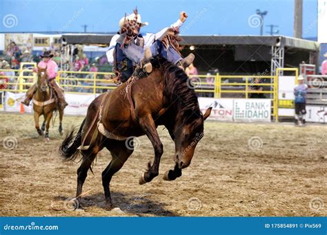 A Cowboy Rides A Bucking Bronco At The Warbonnet Roundup Rodeo