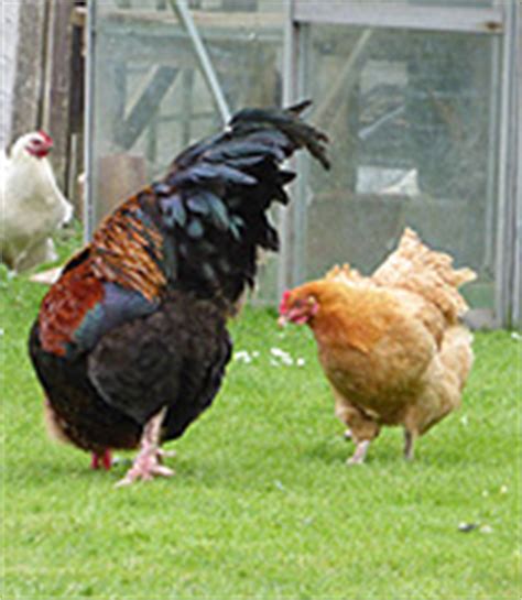 Maybe you would like to learn more about one of these? Lohmann Brown Chickens | Down the Lane
