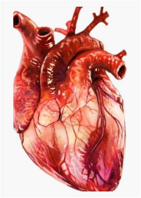 Realistic Download Free With Realistic Human Heart Drawing Hd Png