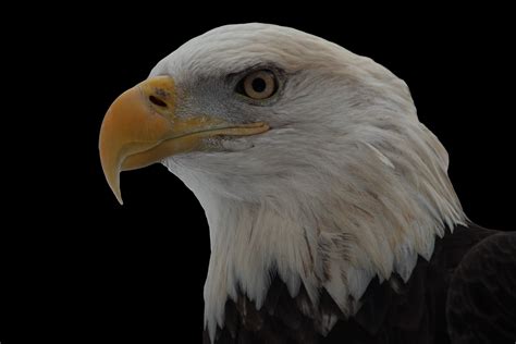 Bald Eagle Face On Black Wildlife Free Nature Pictures By
