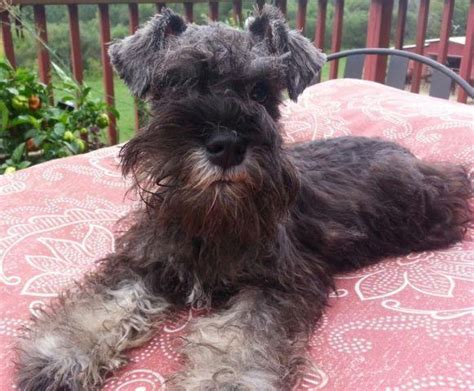 Uptown puppies offers a free puppy finder service that connects responsible, ethical breeders with responsible, ethical buyers in indiana. TOY SCHNAUZER PUPPY for Sale in Cambridge City, Indiana Classified | AmericanListed.com