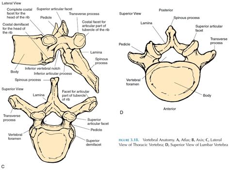 Vertebral Regions And Spinal Curvatures The Vertebral Column