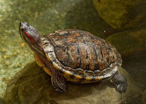 How Turtles Use Temperature To Figure Out Their Sex Ars Technica