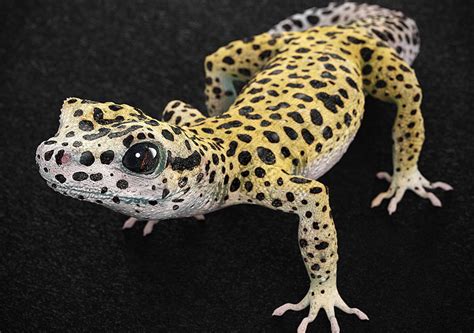 Leopard Gecko Cgtrader