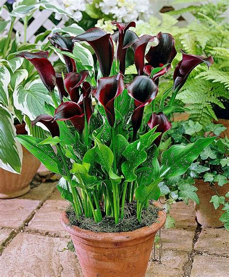 Calla Lily Rehmannii 2 Bulb Ideal For Pots And Etsy Lily Seeds