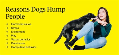 Understanding And Addressing Dog Humping Behavior A Comprehensive