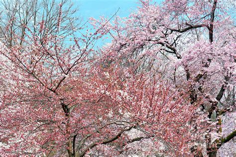 Cherry Blossom Andante Photograph By Regina Geoghan Fine Art America