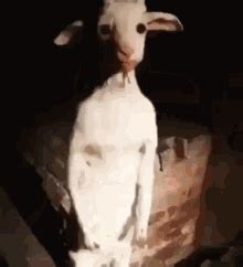 Goatbigman Gif Goatbigman Descobrir E Compartilhar Gifs