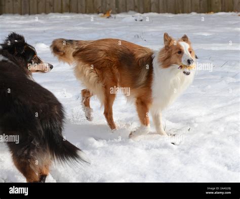 Two Shetland Sheepdogs Shelties Play Together In The Deep Snow In A