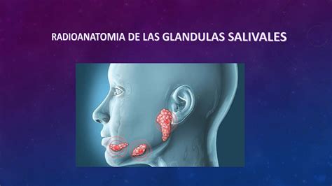 Radioanatomia De Las Glandulas Salivales Calameo Downloader