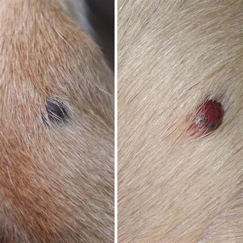 Dogs Get Skin Cancer Too Barque And Bite