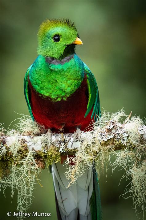 Resplendent Quetzal Colorful Birds Quetzal Beautiful Birds