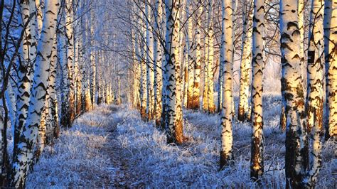 Download Tree Birch Forest Snow Nature Winter Hd Wallpaper