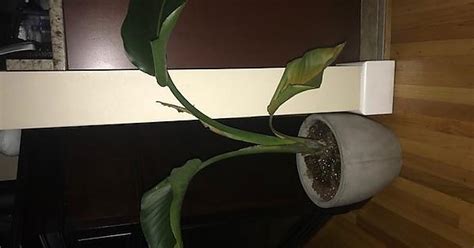 My Plant Is Dying And I Dont Know What I Am Doing Wrong Help Live In
