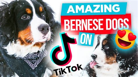 The Most Amazing Bernese Mountain Dogs On Tiktok Video Compilation Of
