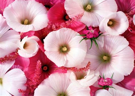 Most Beautiful Pink Flowers Wallpapers Bigbeamng