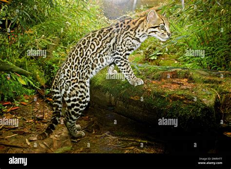 Ocelot Tree Hi Res Stock Photography And Images Alamy