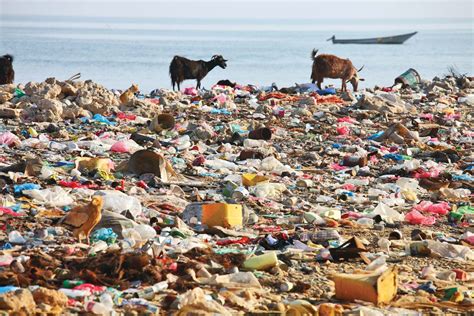 Top 193 Plastic Pollution Animals