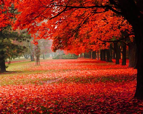 Wallpaper Nature Scenery Park Autumn Red Foliage 2560x1600 Hd