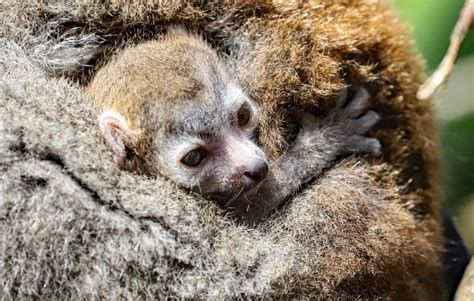 Rare Crowned Lemur Baby Born At Newquay Zoo