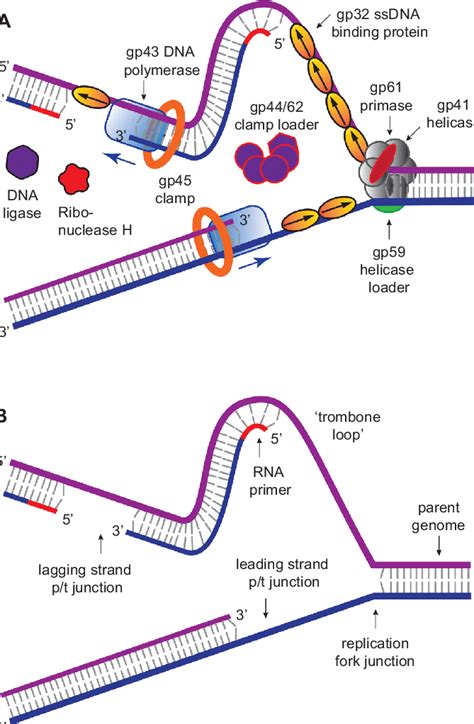 schematic views of the t4 dna replication complex with and without its download scientific