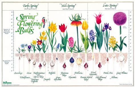 How Bulbs Plant Themselves Laidback Gardener