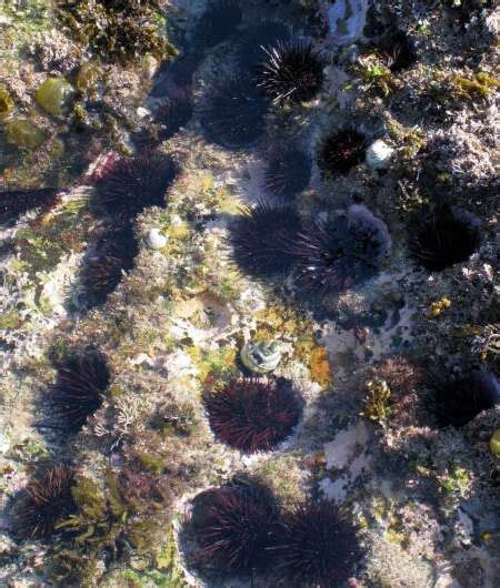 Scientists Uncover Sea Urchins Secret To Surviving Marine Heat Waves